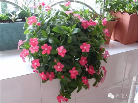 NO3.長(zhǎng)春花