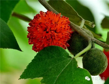 1、構(gòu)樹果