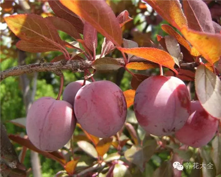 2、紫葉李果實(shí)