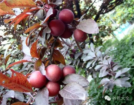 紫葉李果實(shí)