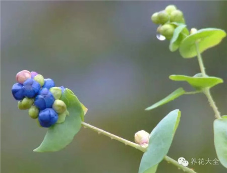 杠板歸果實(shí)