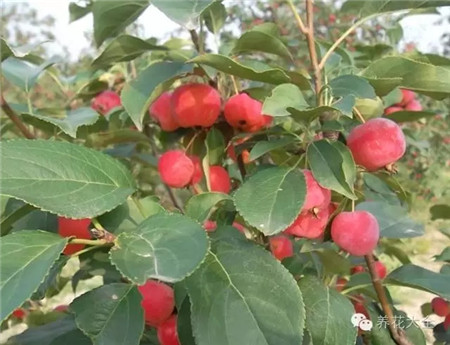 海棠果果實(shí)