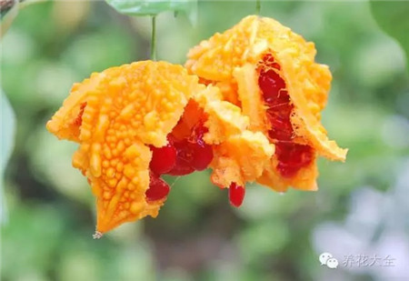 癩葡萄果實(shí)