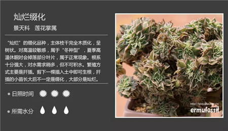 燦爛輟化