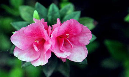 4、花中西施 杜鵑