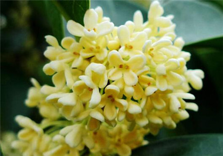 7、十里飄香、秋風(fēng)送爽 桂花