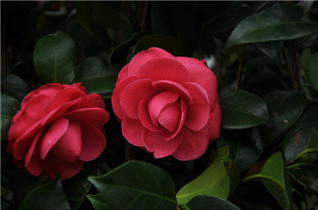 8、花中珍品 山茶花