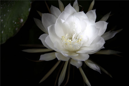 13、月下美人 曇花