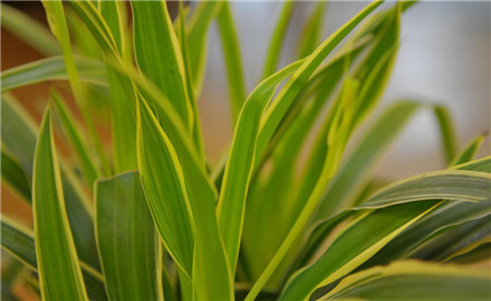 14、綠色仙子 吊蘭