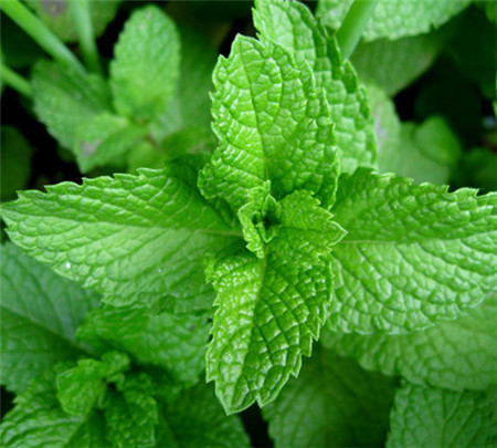 17、花中二姊妹 薄荷、留蘭香