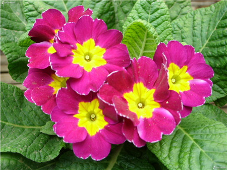 19、中國三大天然名花 杜鵑、報春、龍膽