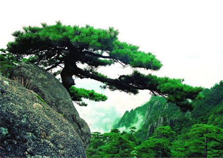 20、歲寒三友 松、竹、梅