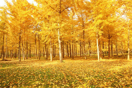 21、園林三寶 樹中銀杏、花中牡丹、草中蘭