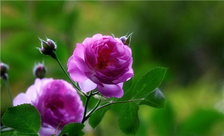 22、薔薇三姊妹 薔薇、月季、玫瑰