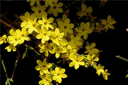 23、花中四友 茶花、迎春、梅花、水仙