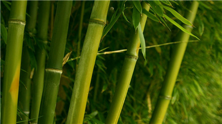 24、花中四君子 梅、蘭、竹、菊