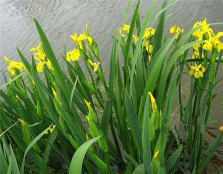 25、花草四雅 蘭、菊、水仙、菖蒲