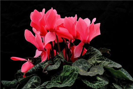 26、盆花五姊妹 山茶、杜鵑、仙客來、石蠟紅、吊鐘海棠