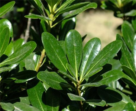 27、樹樁七賢 黃山松、纓絡(luò)柏、楓、銀杏、雀梅、冬青、榆