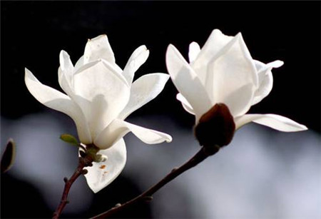 28、云南八大名花 山茶、玉蘭、杜鵑、報春、百合、蘭花、綠絨蒿、龍膽。