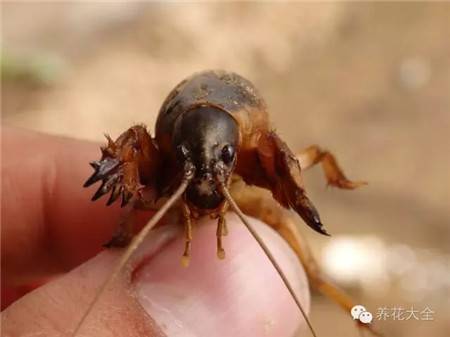 螻蛄圖片