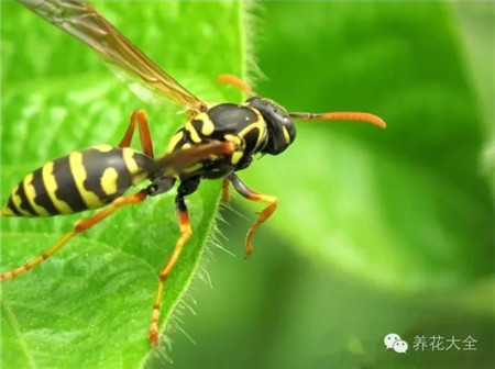 馬蜂