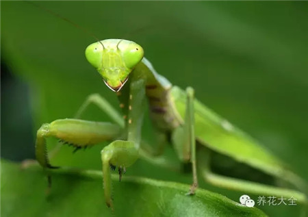 螳螂圖片