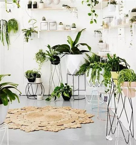 客廳——客廳有綠葉，聚財(cái)有生機(jī)