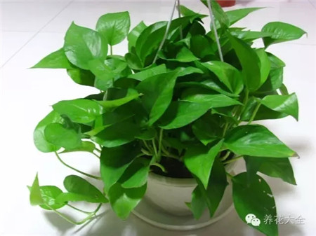 南廚房：觀葉植物助儲(chǔ)蓄