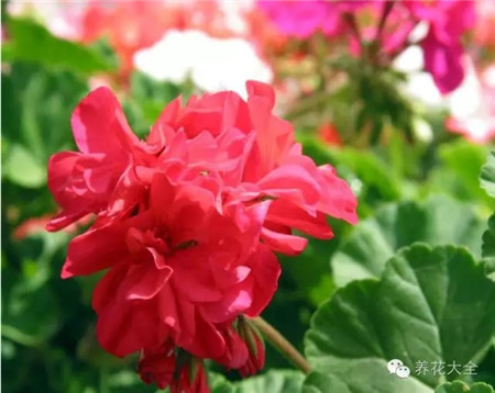 東廚房：擺紅花助健康