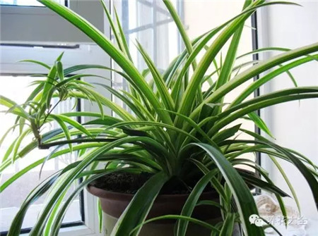 西廚房：擺黃花來財(cái)運(yùn)