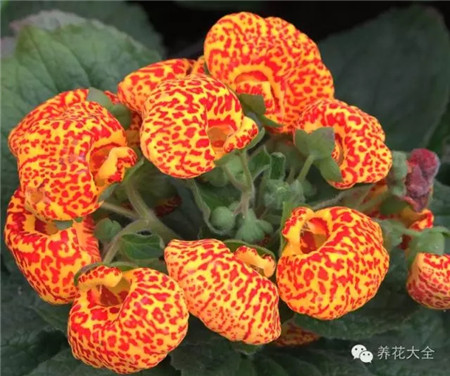 北廚房：擺橙花增活力