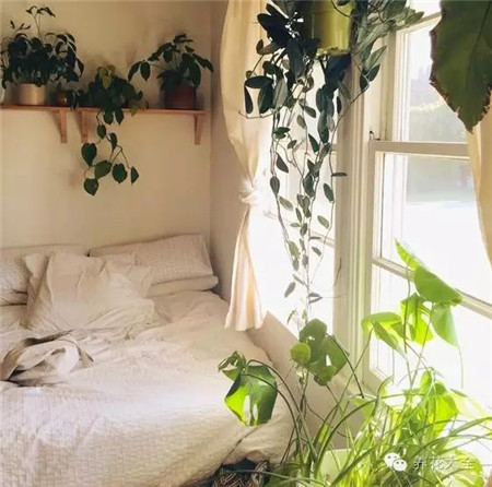 臥室不宜選擇濃香植物