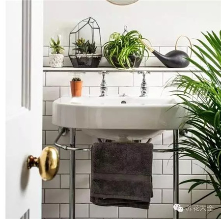 衛(wèi)浴要旺財(cái)，陰生植物不可缺