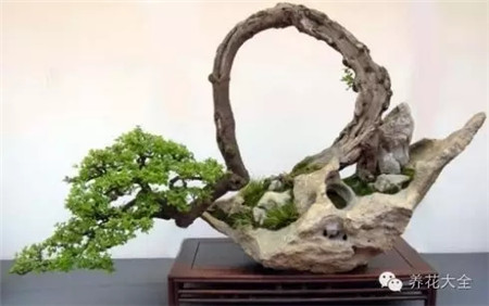 山石盆景欣賞圖片