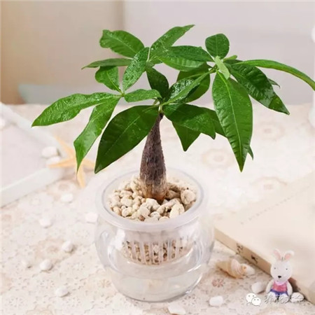 發(fā)財(cái)樹(shù)