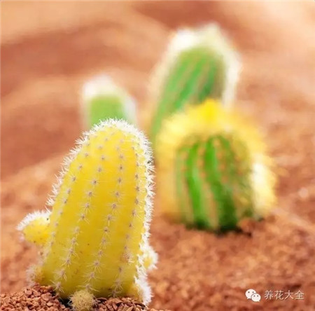 仙人掌 藥用價(jià)值