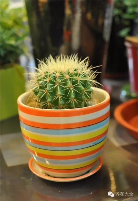 仙人掌 具體用法