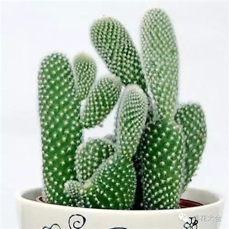 仙人掌 養(yǎng)護(hù)方法