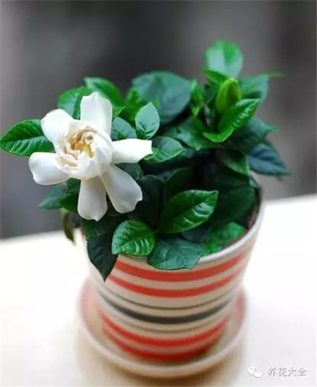 梔子花 藥用價(jià)值