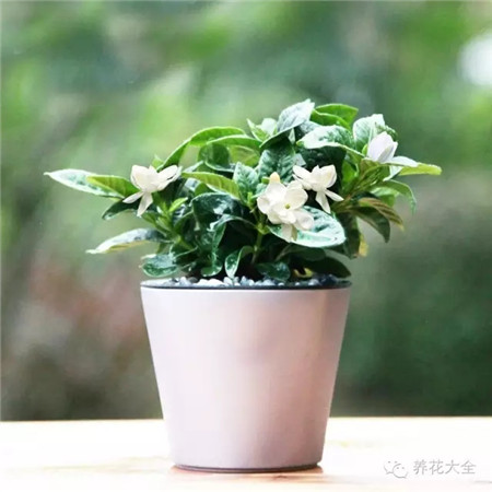 梔子花 具體用法