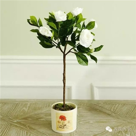 梔子花 養(yǎng)護(hù)方法