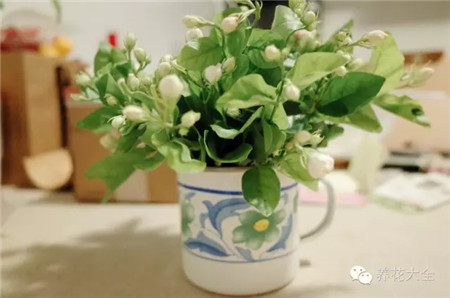 茉莉花 養(yǎng)護(hù)方法