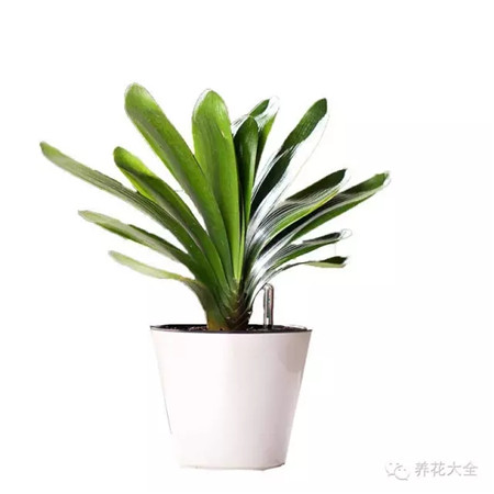 君子蘭 具體用法