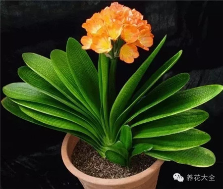 君子蘭 養(yǎng)護(hù)方法