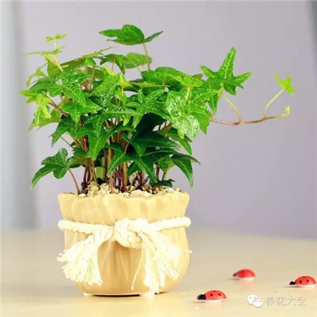 常春藤 藥用價(jià)值