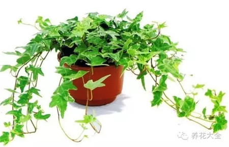 常春藤 具體用法