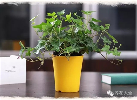 常春藤 養(yǎng)護(hù)方法