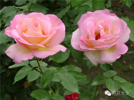 月季 藥用價(jià)值