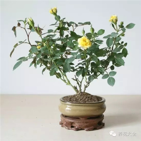 月季 養(yǎng)護(hù)方法